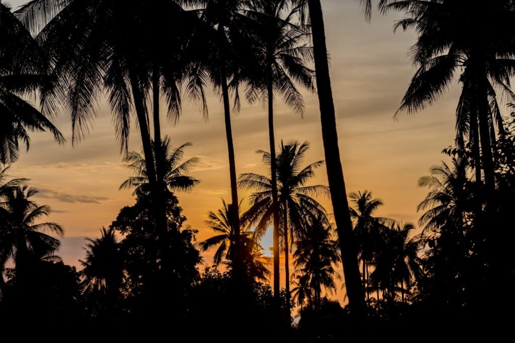 Villa Nabu - sunset and palm trees